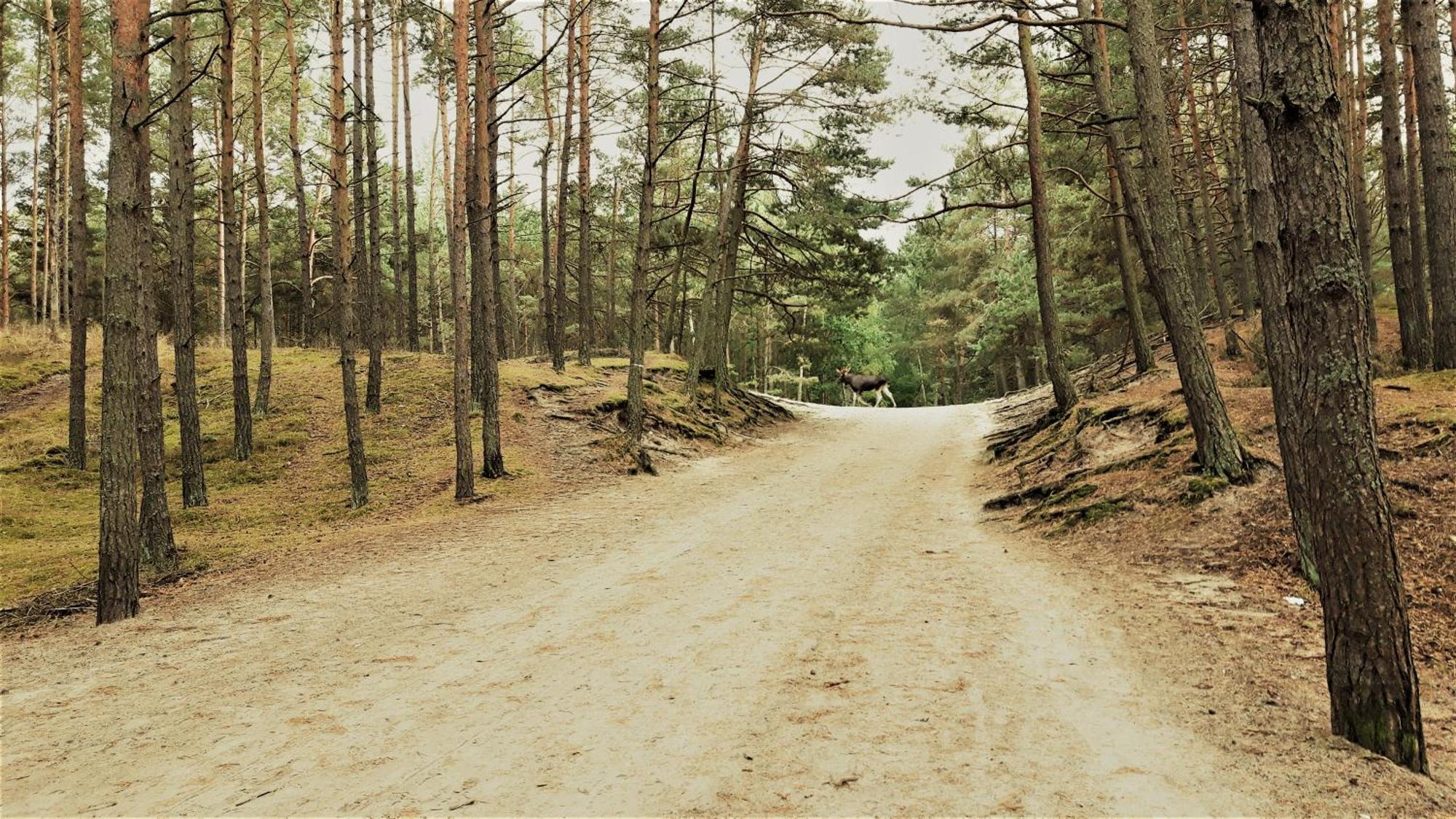 Dom Wczasowy Janina Mikoszewo Exterior foto